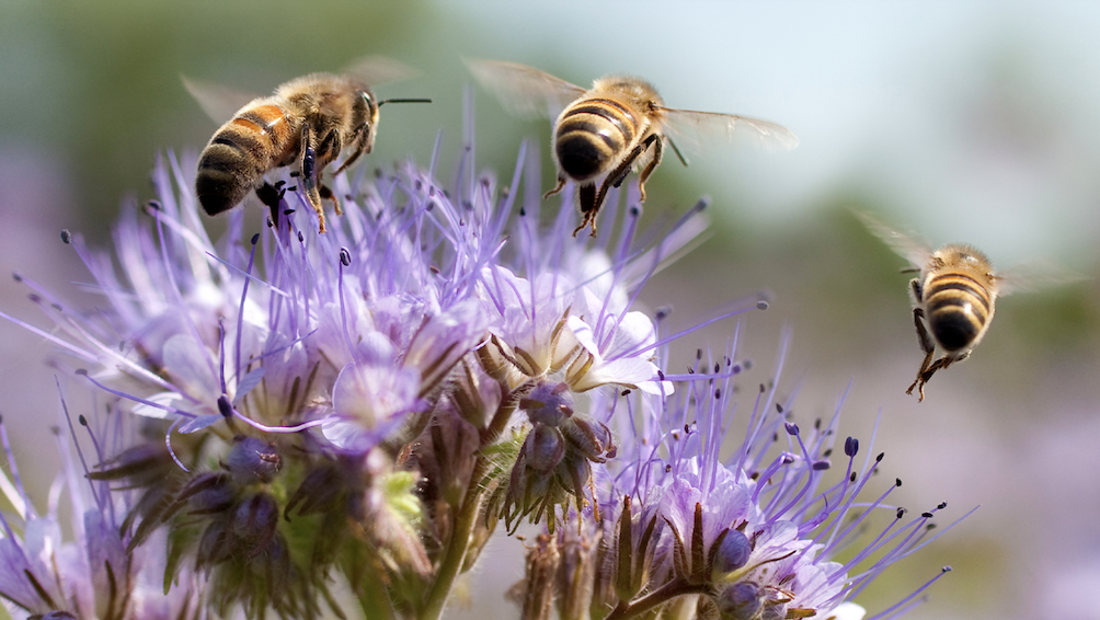 Gemeinsam gegen Bienensterben